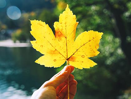 fall leaf peeping