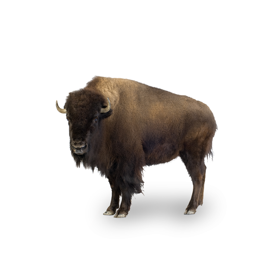 North American Bison