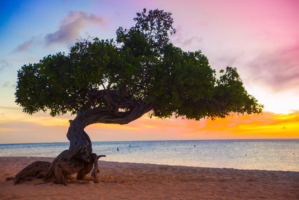 Divi-divi tree Aruba sunset